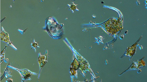 dinfoflagellater
