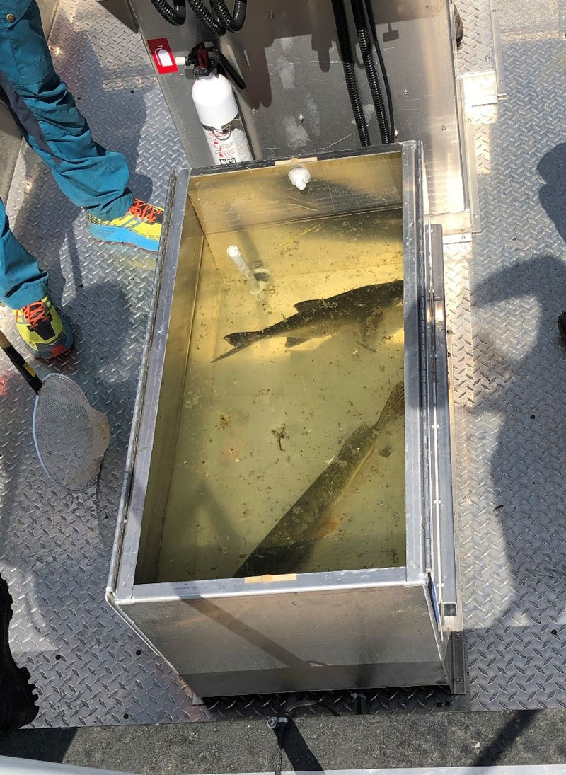 Förvaringskärl för fisk. Foto.