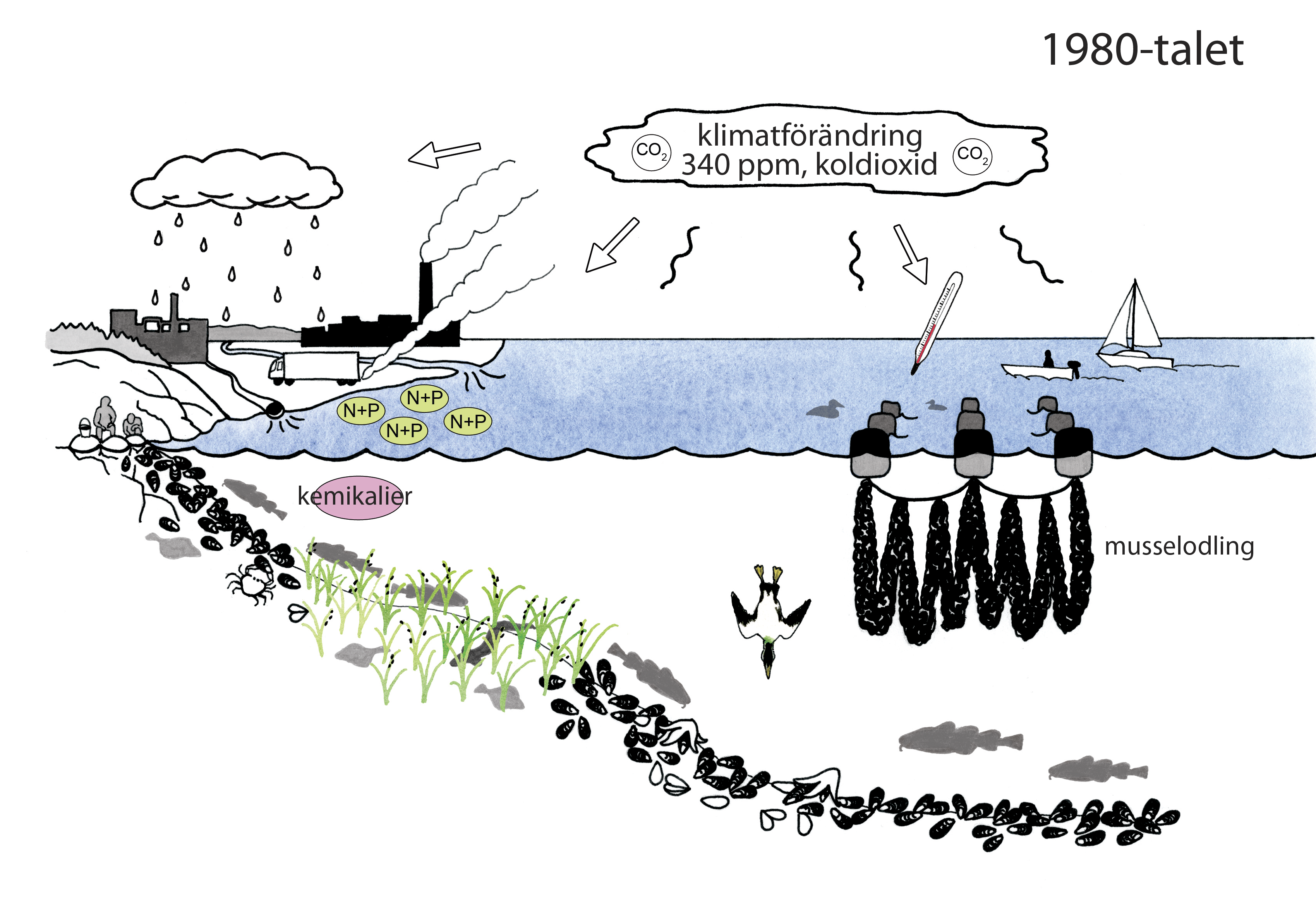 Illustration över musslornas förändrade miljö