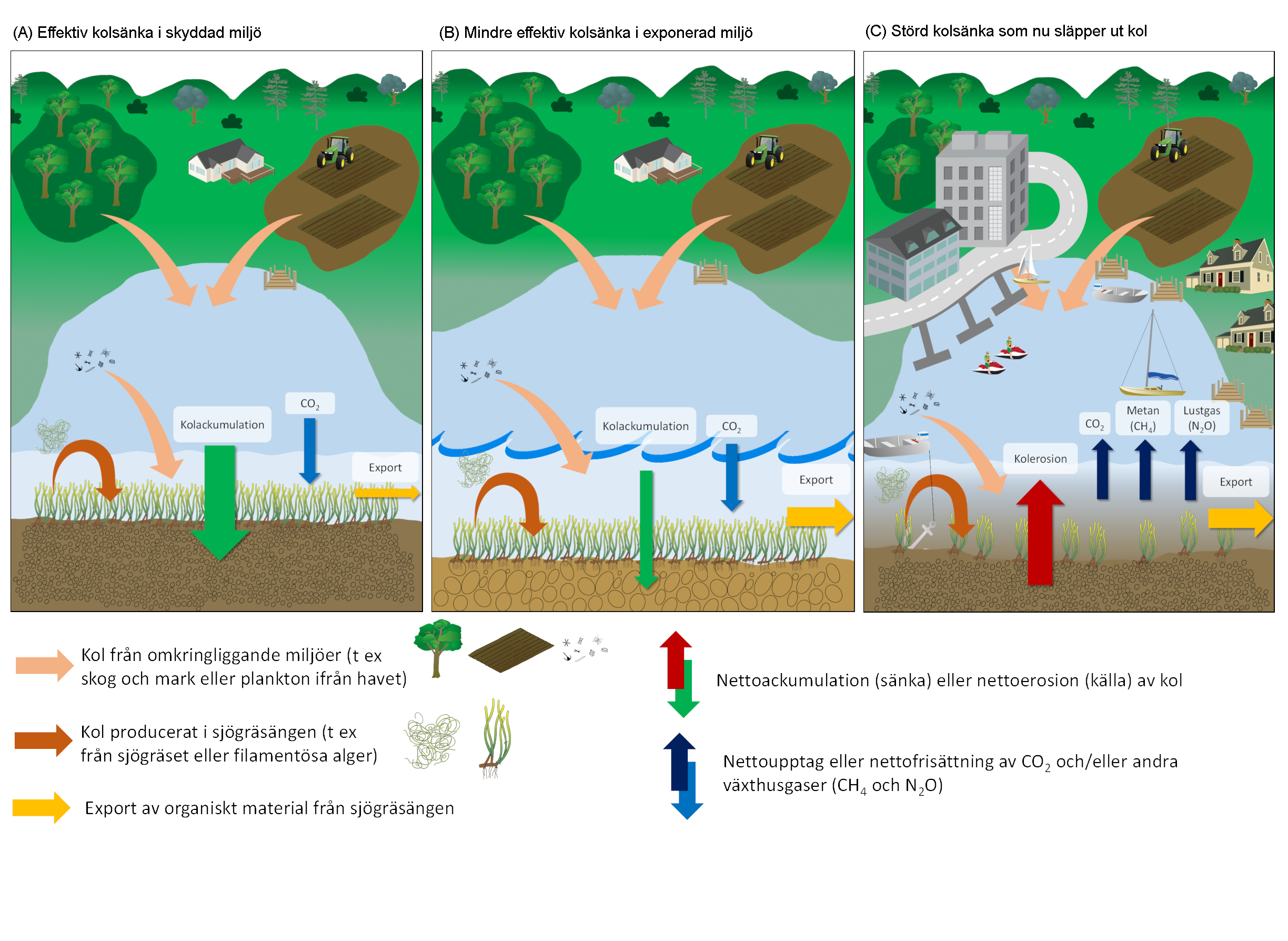Illustration ålgräsäng som kolsänka