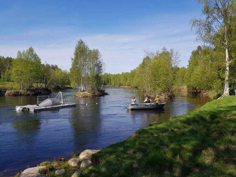 Smolthjul i Åbyälven. Foto.