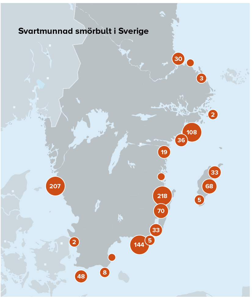 Karta svartmunnad smörbult