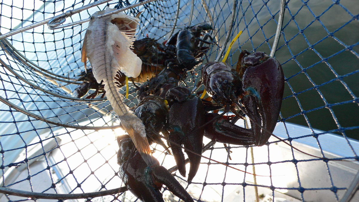Bur med kräftor i båt.