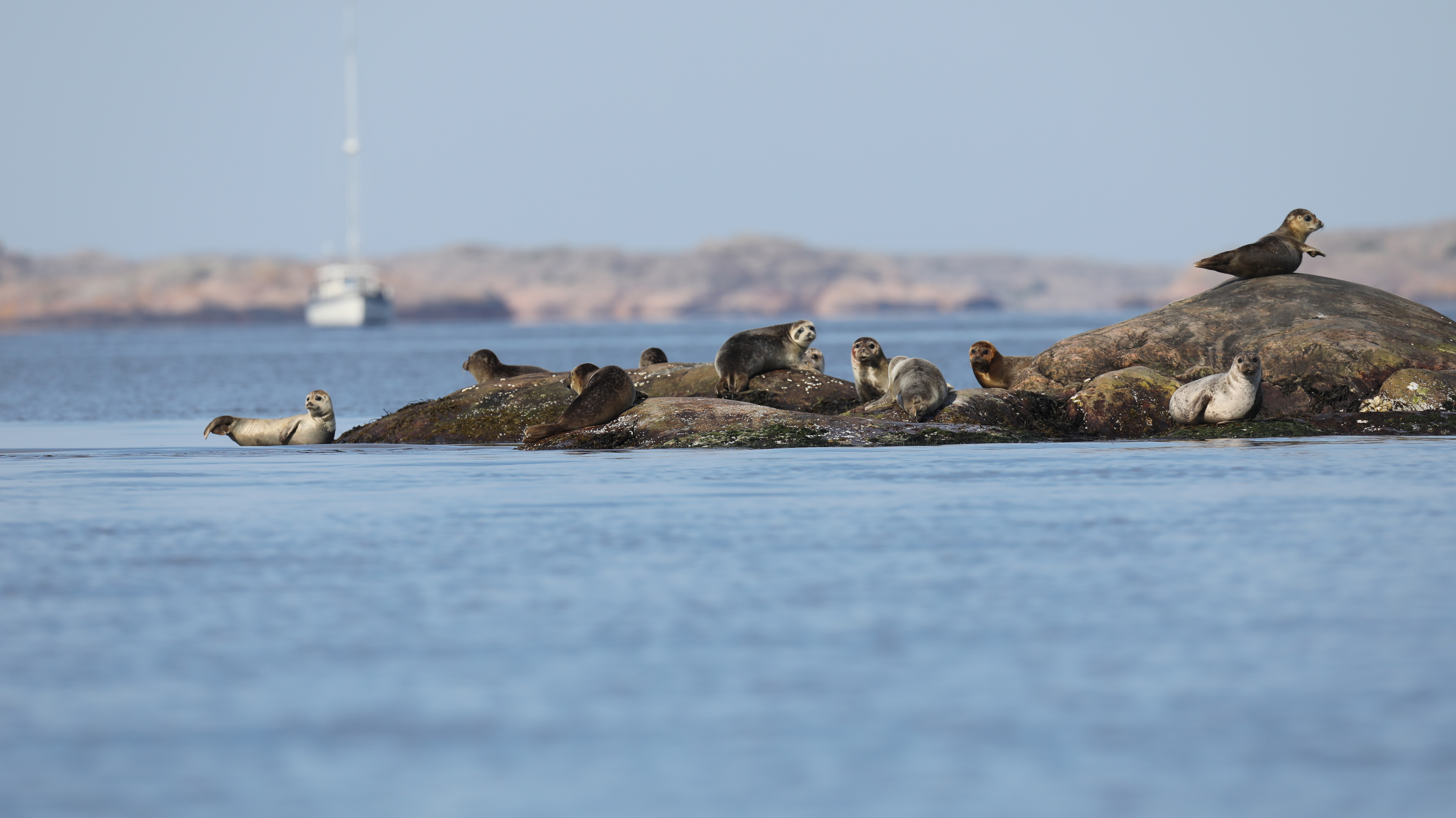 Sälar med segelbåt i bakgrunden