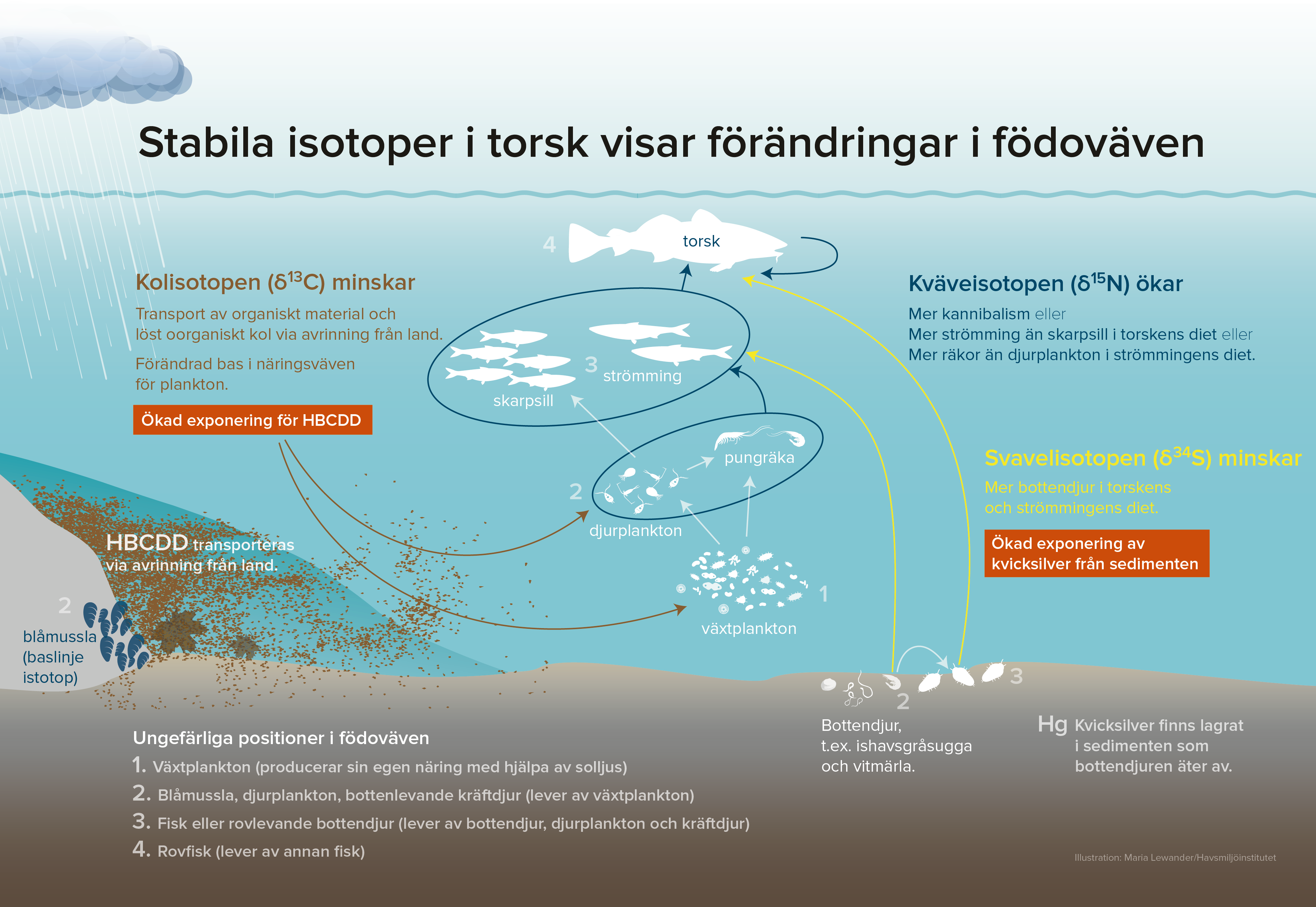 Bild som visar schematisk näringsväv i havet