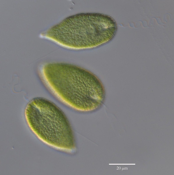 Flagellaten Gonyostomum semen Flagellaten Gonyostomum semen