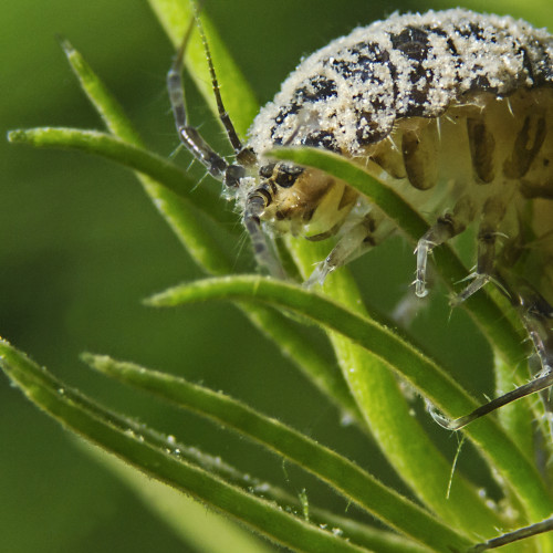 Bild under vatten som visar Asellus aquaticus