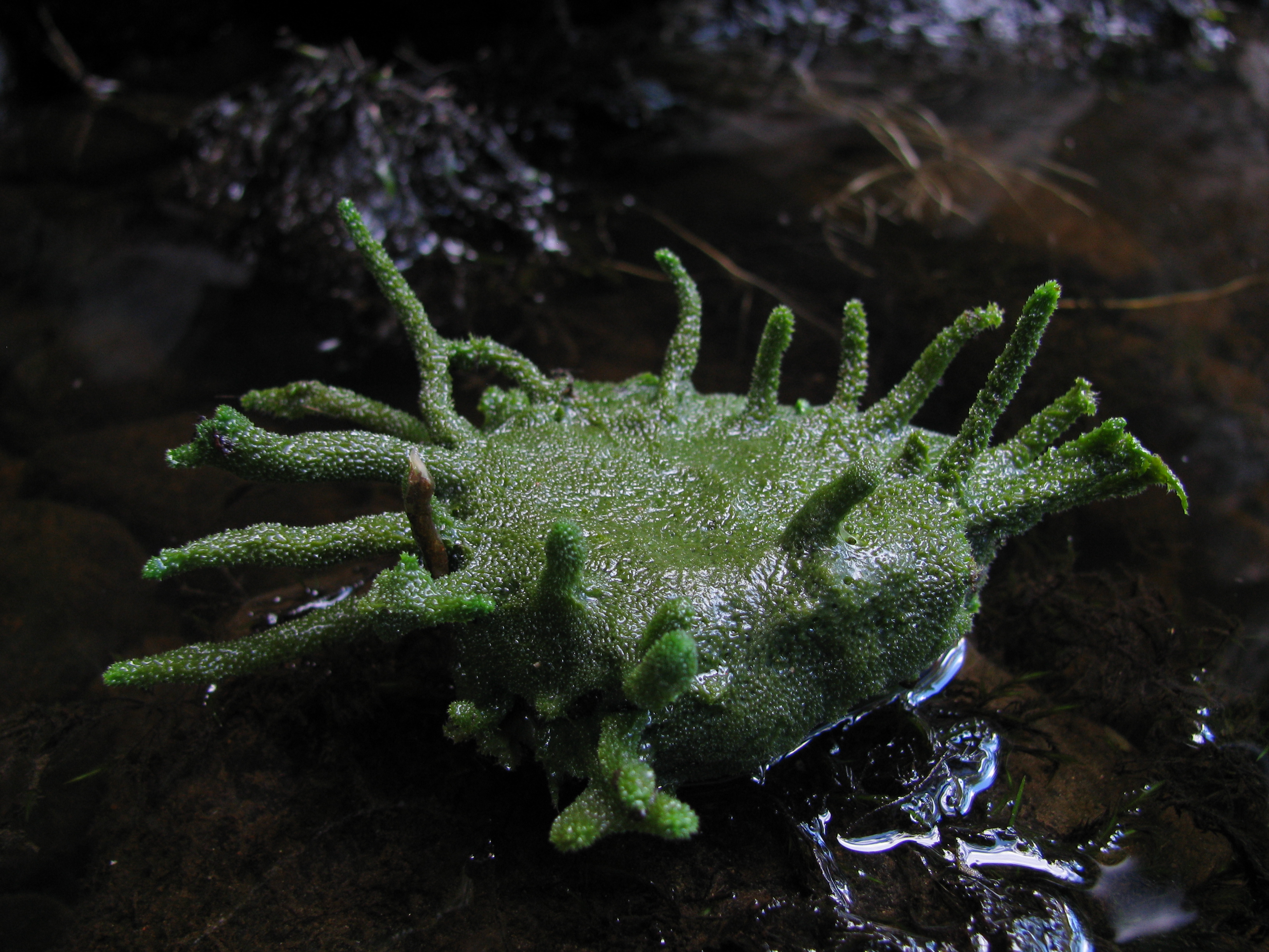 Svampdjuret Spongilla lacustris. Foto.