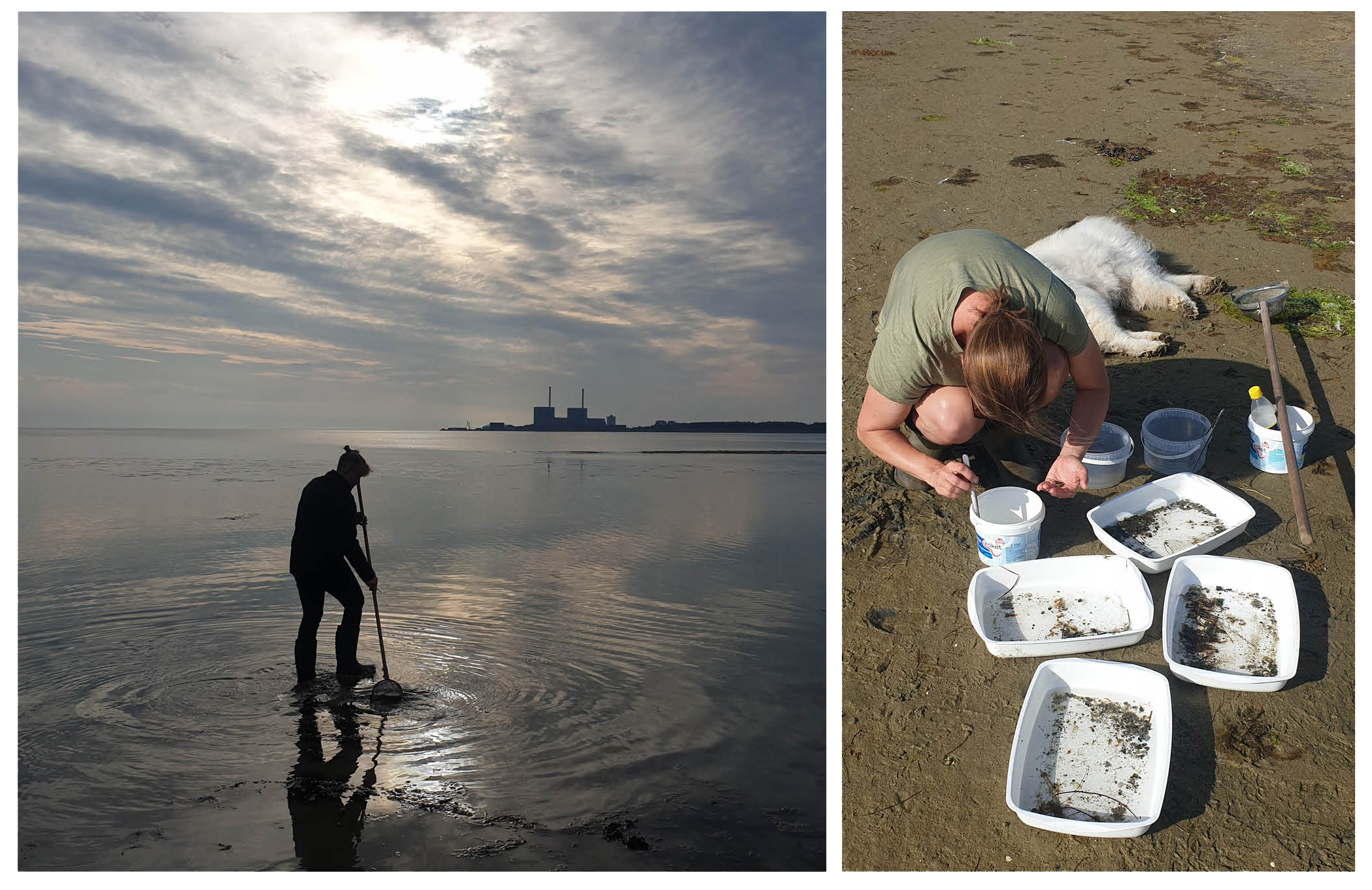 Bild som visar insamling  av tusensnäcka vid Salvikens strandängar 