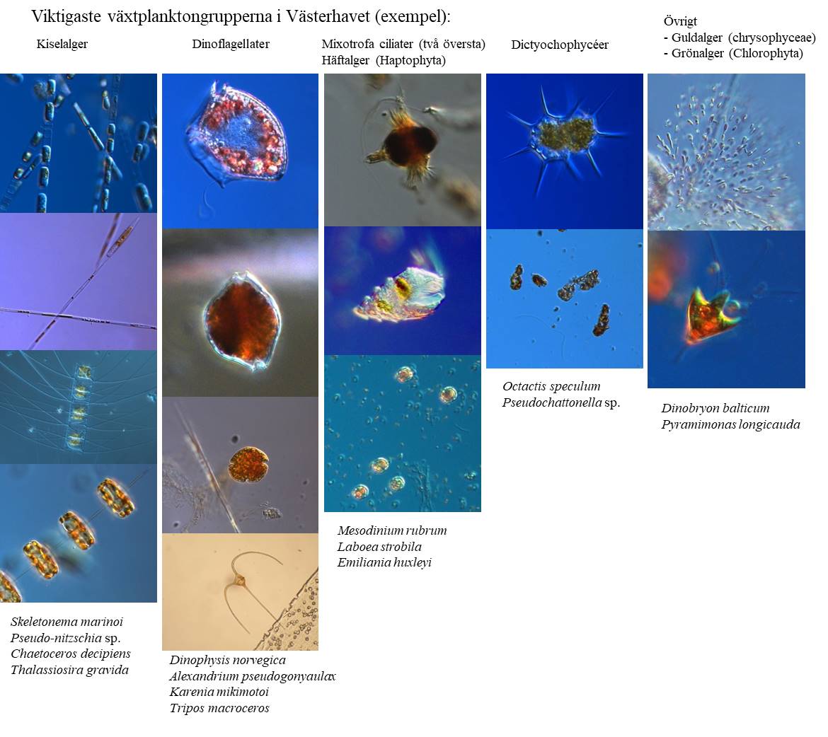 Exempel på de vanligaste arterna av växtplankton på västkusten